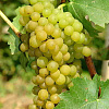 Виноград плодовый Солярис фото 2 