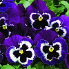 Виола крупноцветковая Карма Виолет виз Фэйс фото 1 